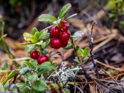 Photowalk - Graukogel - Palfnersee